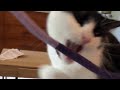 Spicy ️ Tuxedo Cat Plays With Bite Rope Toy