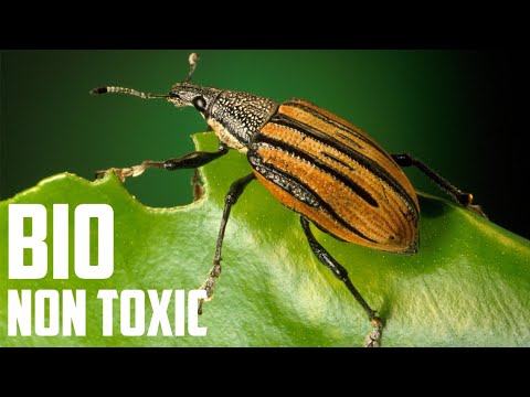 , title : 'Scapati de gândacii de bucătărie si insecte prin metode BIO Get rid of coackroaches'