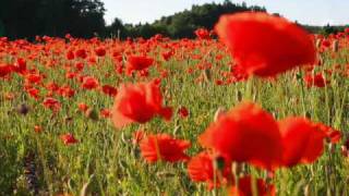 The Green Fields of France by The Dropkick Murphys