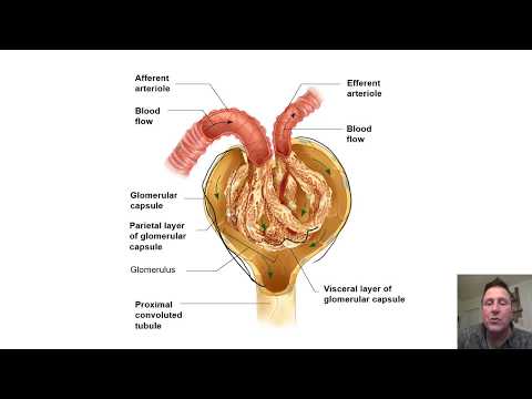 The Urinary System Lecture 2