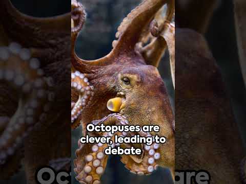 Can you eat an octopus?