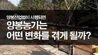 양봉산업법이 시행되면 양봉농가는 어떤 변화를 겪게 될까? #양봉 #꿀벌