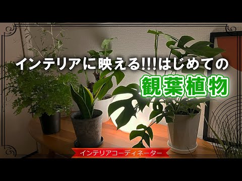 育てやすいサボテン 10 個、お好みで選んでください