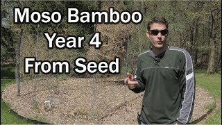 My Moso Bamboo Has Regressed in Size, Here's Why... (2019 Annual Update)
