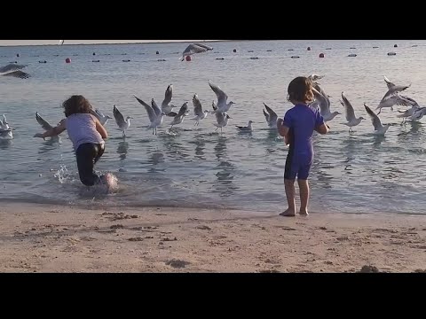 قضينا يوم على الشط واطعام النوارس