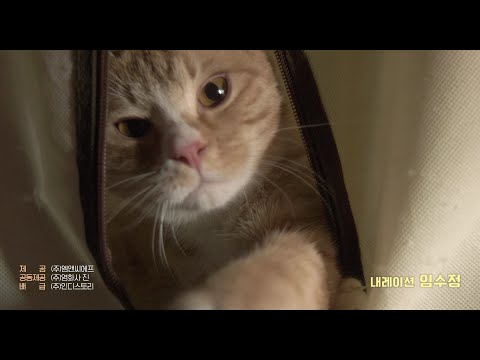 [고양이 집사] 메인 예고편
