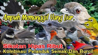 Download lagu SUARA PIKAT SIKATAN KIPAS RIBUT KOMBINASI. PELANDUK SEMAK DAN BURCIL. SUARA PIKAT PILIHAN.. mp3