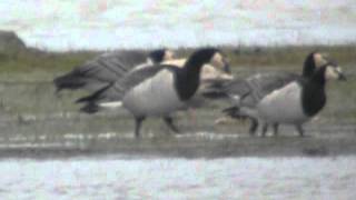 preview picture of video '12.1.11 Goéland bourgmestre (Larus hyperboreus, Glaucous Gull)'