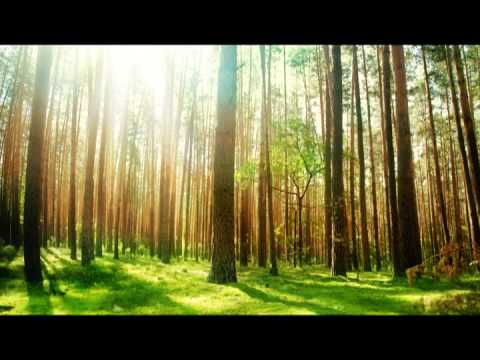 1 Hour Non Stop Music for Sleeping Baby: Rainforest Lullabies with Nature Sounds