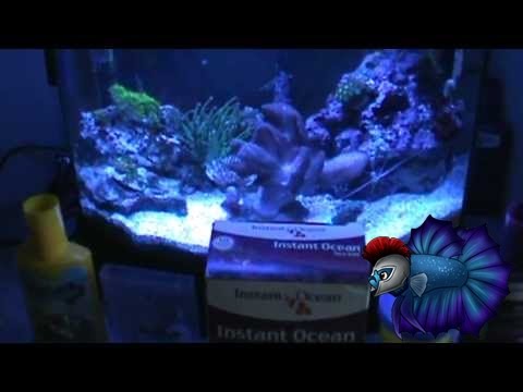 How To Set Up A Saltwater Tank Step by Step