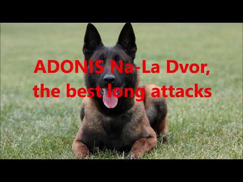 Adonis Na La Dvor   the best long attacks