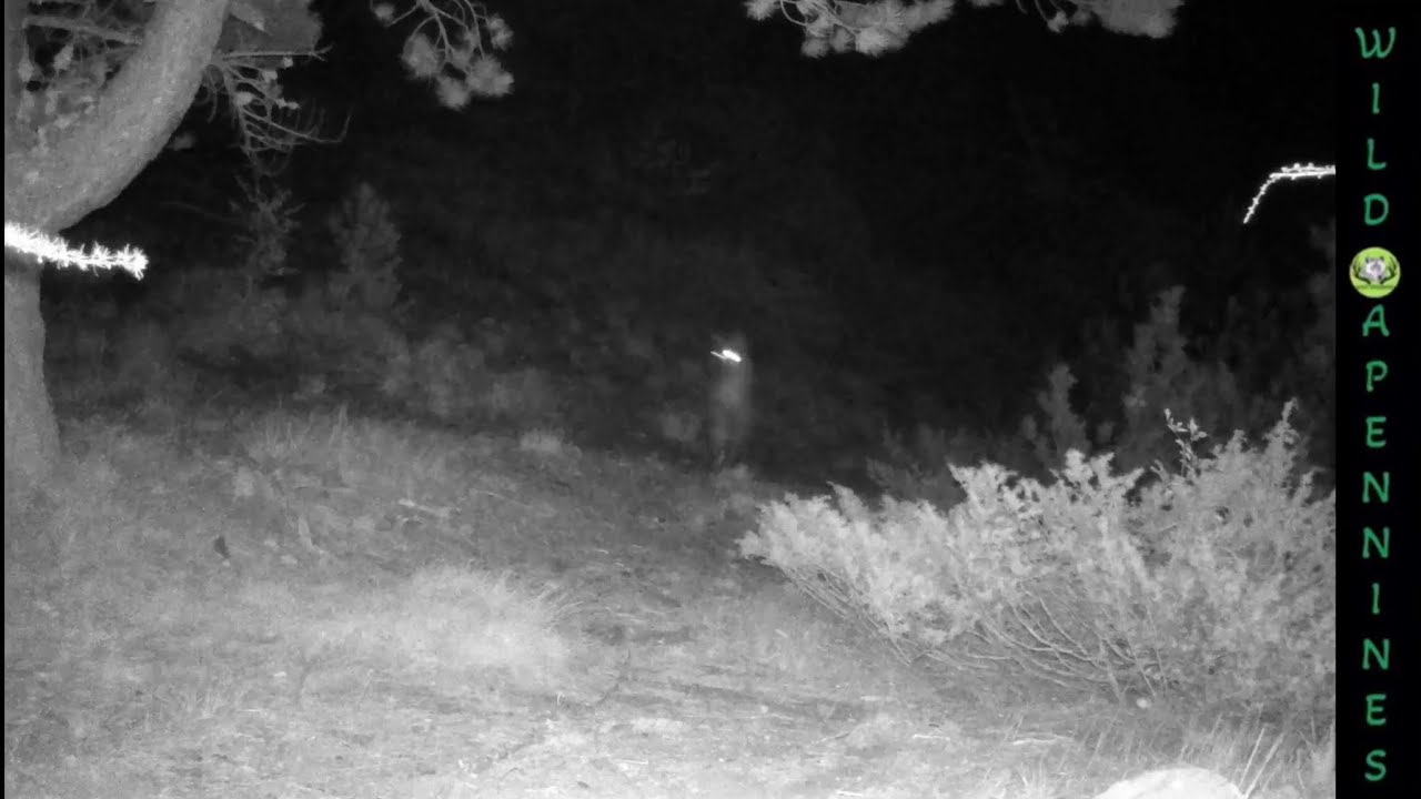 Watch Now 🐺Lupi rincorrono il capriolo 🦌| ripresa di tutta la predazione #wolf #fototrappola #caccia 🐺Lupi rincorrono il capriolo 🦌| ripresa di tutta la predazione #wolf #fototrappola #caccia