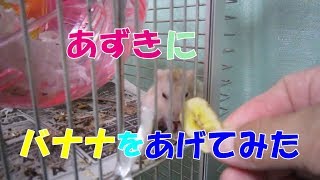 あずき(3F)寝起きにバナナを食べるジャンガリアンハムスター