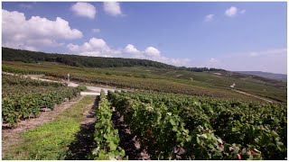 preview picture of video 'Champagne Alain Suisse - Vendanges 2014'