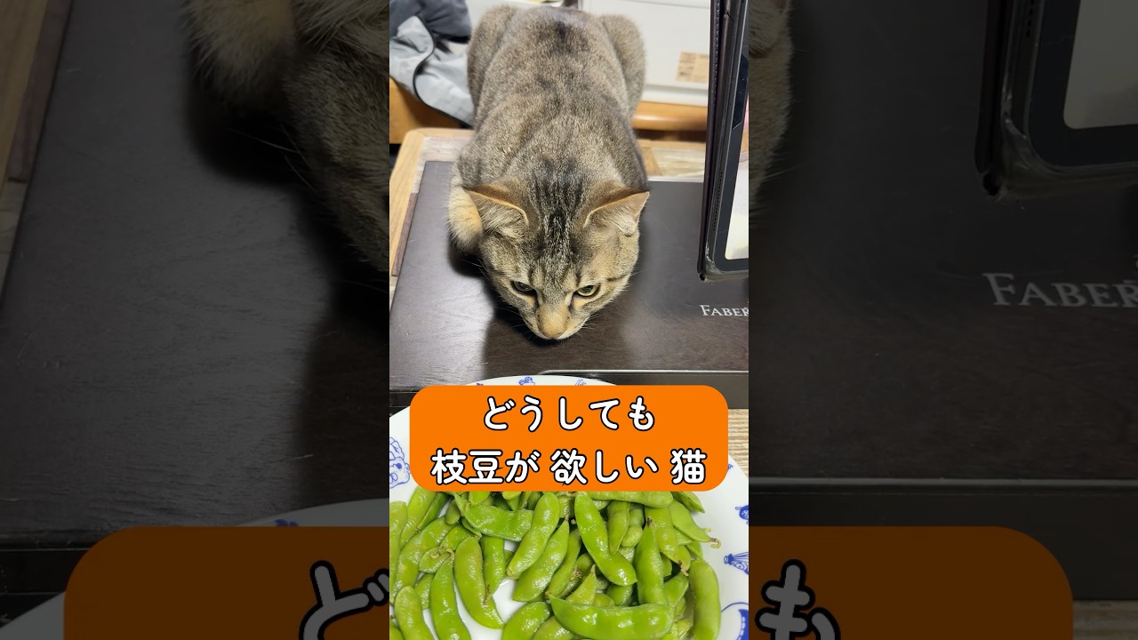 どうしても枝豆が欲しい猫。#子猫保護 #ノラネコ屋敷 #保護猫