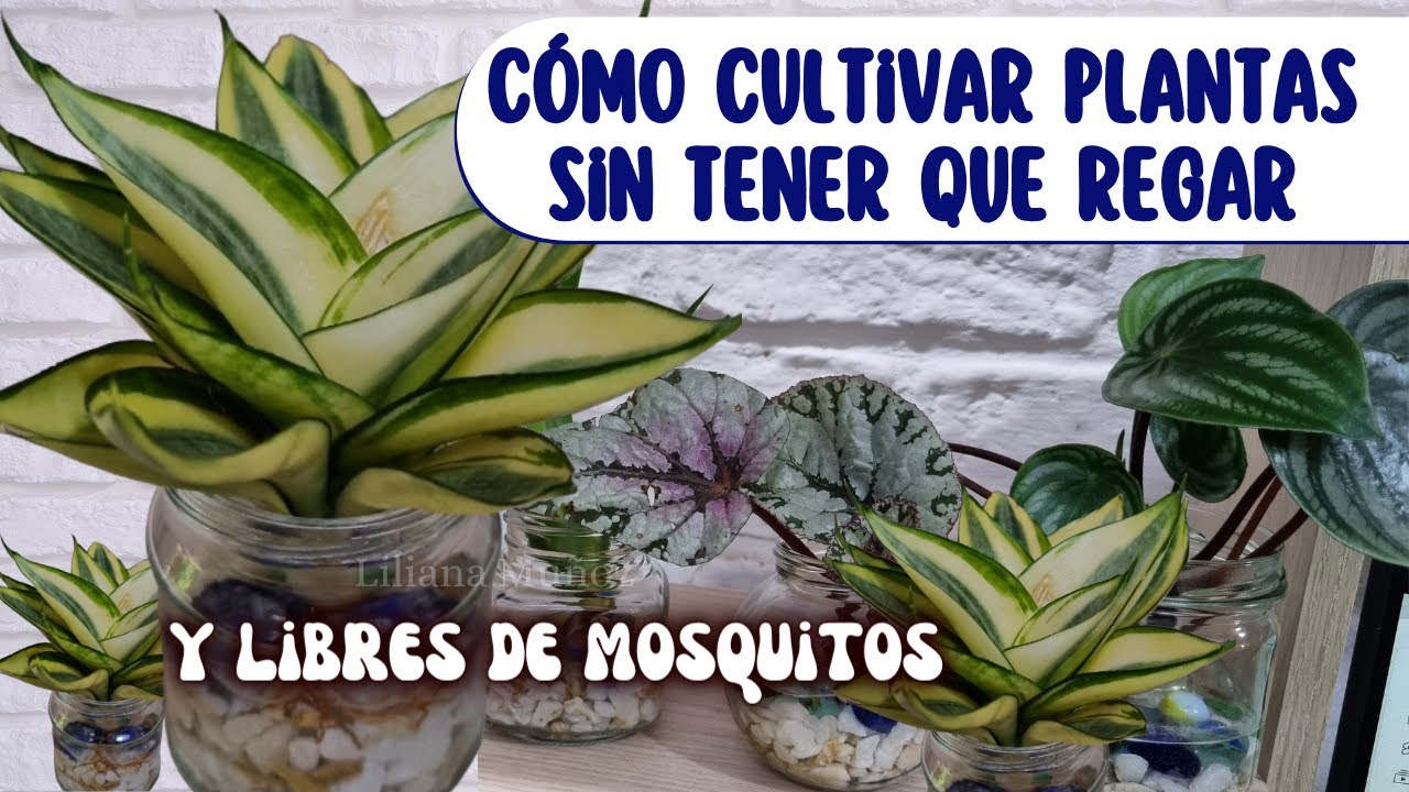 😎CÓMO CULTIVAR PLANTAS SIN TENER QUE REGARLAS Y LIBRE DE MOSQUITOS/Liliana Muñoz