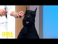 Monty The Giant Schnauzer Wins Best In Show At Westminster Dog Show