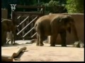 真實新聞: 動物園清潔工的頭被大象吸入肛門內，險些窒息。