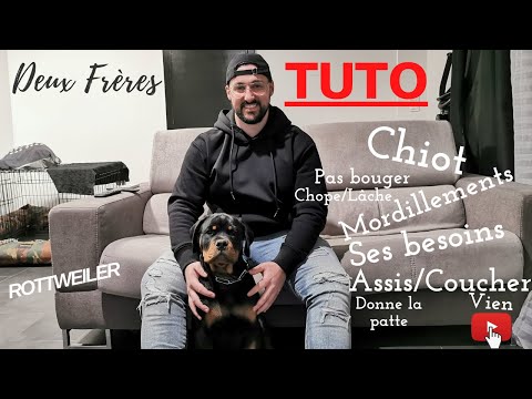 TUTO CHIOT, LES BASES, MORDILLEMENTS, LES BESOINS, PAS BOUGER etc... ( Rottweiler,Staff,Staffie )