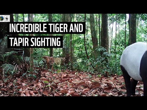 Tiger cubs stalk tapir through Indonesian forest | WWF-Indonesia