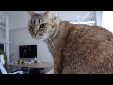 Adopting My 6 Year Old Cat after Divorce | 7 Day Trial Story | ￥100 Store Pet Goods #1