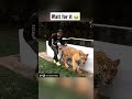 Lewis Hamilton pranks a tiger 😂