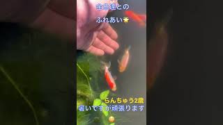 金魚　らんちゅう2歳🌟