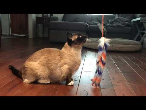One feather toy Two Siamese Munchkin Cats