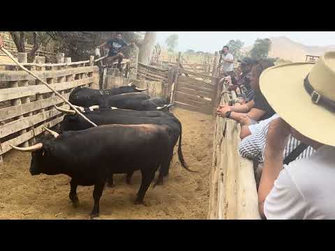 Toros bravos Capitanía 2026 de Cajatambo en Lima (Capitana de la Tarde Rosario Loarte Gutiérrez)