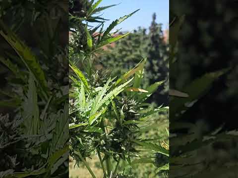 Cookies Gelato oder Royal Gorilla Automatic von Royal Queen Seeds auf Fensterbank angebaut.