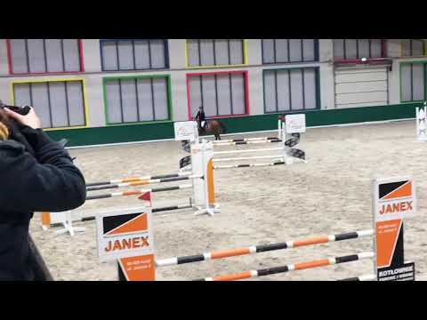 Olivar (Arezzo VDL x Ol Metta) 2019/11/24 ZR-B Salio - 110cm I SPRZEDANY / SOLD