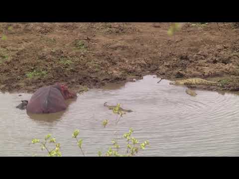 A mother Hippo, her tiny calf and Nile Crocodiles - clip 2