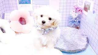 ハーフ犬の動画01