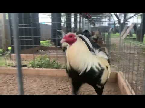 Joe Goode Grey Santibanez Gamefarm