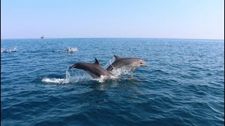 Дельфины в Чёрном море удивили туристов
