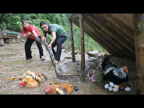 200 days living on the farm, giant python suddenly broke in at midnight, SURVIVAL ALONE