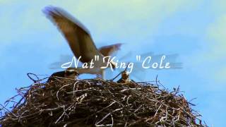 (HD 720p) Nature Boy by Nat "King" Cole