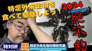 【ウチダザリガニ】特定外来生物を食べて駆除しよう!2024【北塩原村】