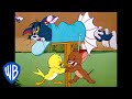 Tom Jerry B B B Birds Classic Cartoon Compilation WB Kids