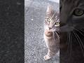 Grey Cat Says Hi Loud Meows And Loud Bell Catlife Cat Cutecat Meow Catmeow