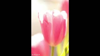 נשמל'ה-יהודה גרין