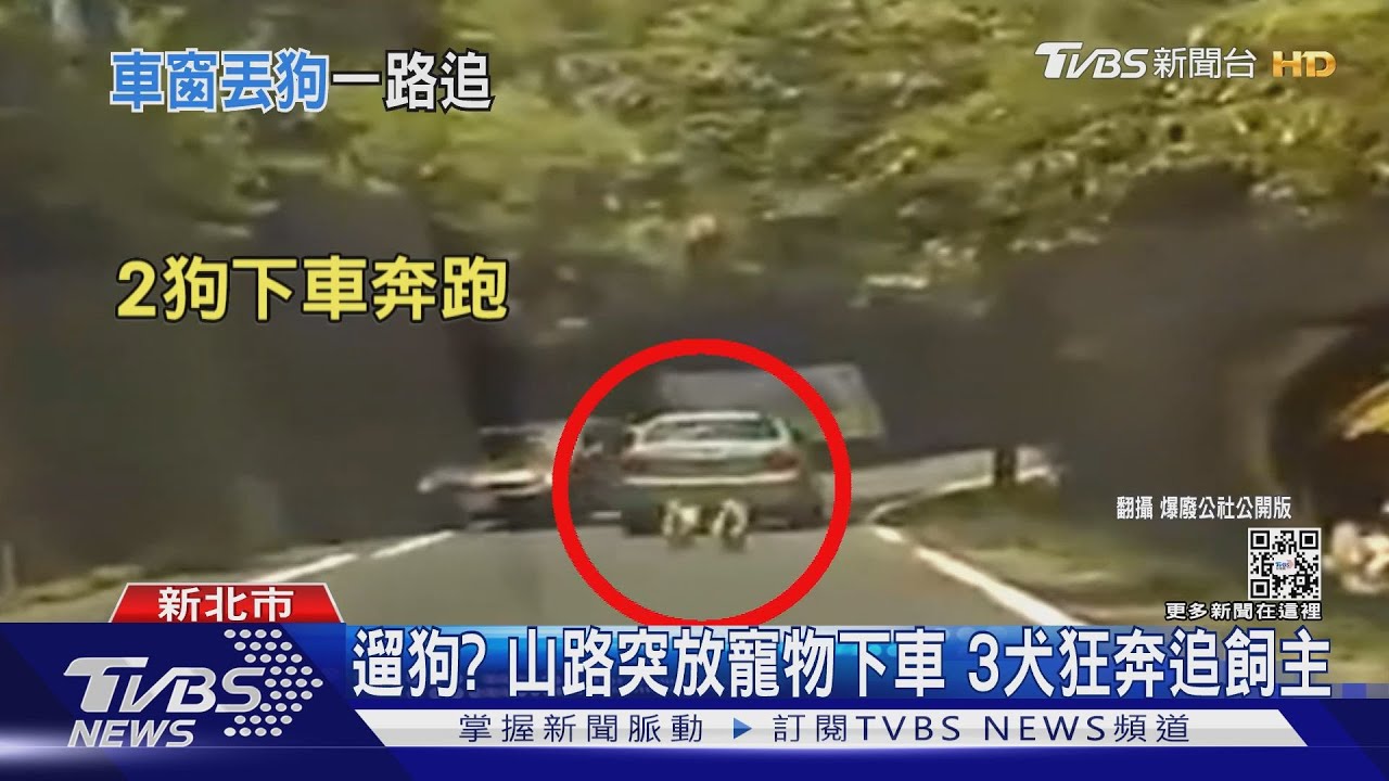 遛狗？棄養？山路突放寵物下車　3犬正中午狂奔追飼主