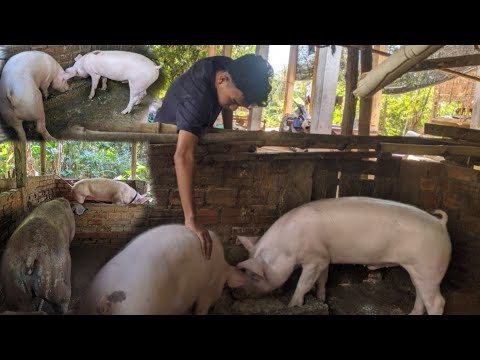 Daily Care for Healthy Pigs - real Life Pig Farm
