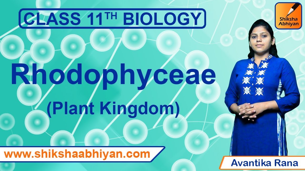 Rhodophyceae | Plant Kingdom | CBSE Class 11 Biology