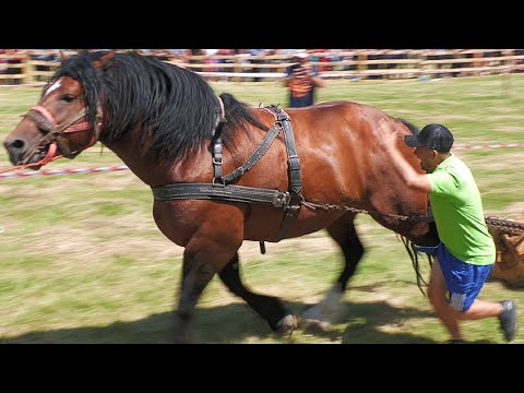 Cai Probe de Tracțiune la Simplu Ceanu Mare - Cluj 15 Iulie 2023