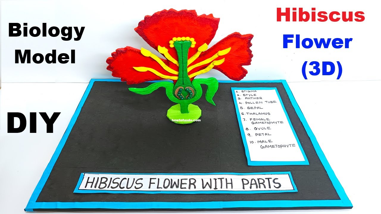 hibiscus flower (3d) model  with parts for science project exhibition - biology project | howtofunda