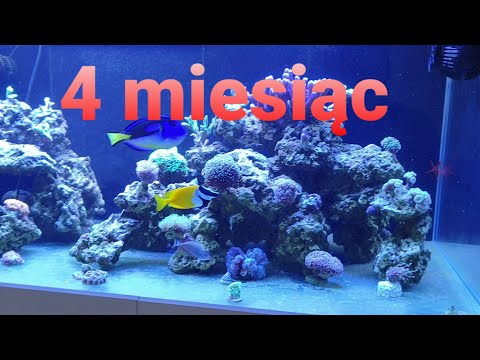 Akwarium morskie 4 miesiące od startu 1264l