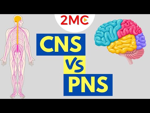 Zentralnervensystem vs. Peripheres Nervensystem | Struktur und Funktion von ZNS und PNS