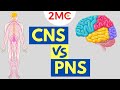 Zentralnervensystem Vs Peripheres Nervensystem Struktur Und Funktion Von ZNS Und PNS