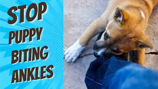 STOP Your Puppy From Biting Ankles And Feet Today!